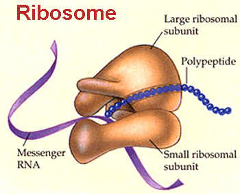Ribosome structure